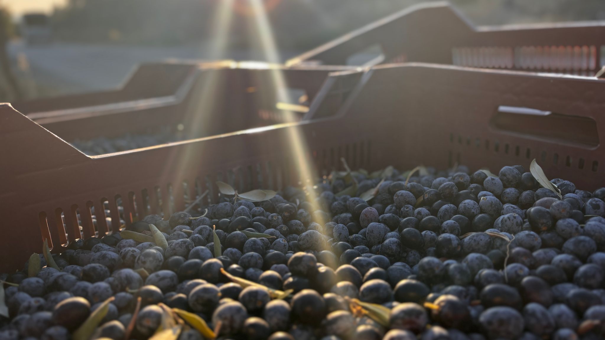 SEZGİSEL YETİŞTİRİCİLİK MENTORLUĞU